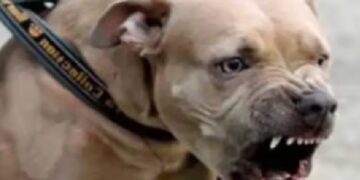 Pitbull