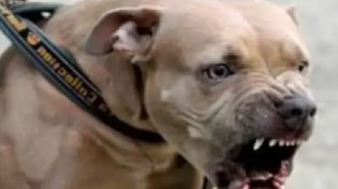 Pitbull