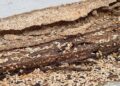Termites