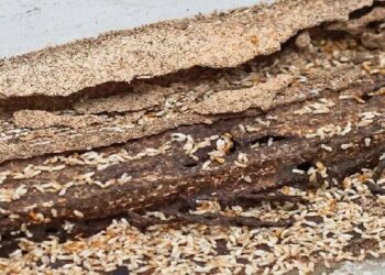 Termites