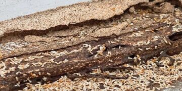 Termites