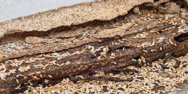 Termites