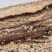 Termites