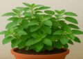 Tulsi