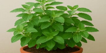 Tulsi