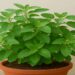Tulsi