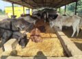 Gau Shala