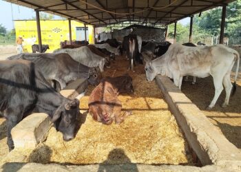 Gau Shala