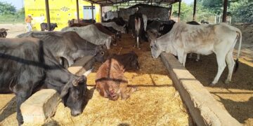 Gau Shala