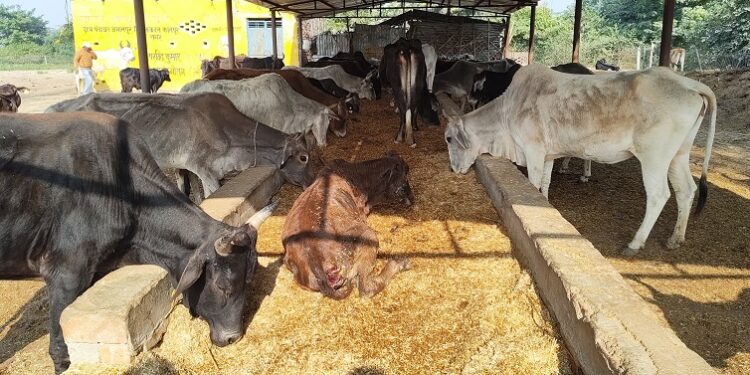 Gau Shala