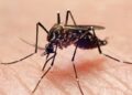 Mosquitoes