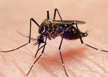 Mosquitoes
