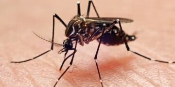 Mosquitoes