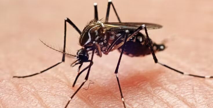 Mosquitoes