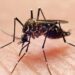 Mosquitoes